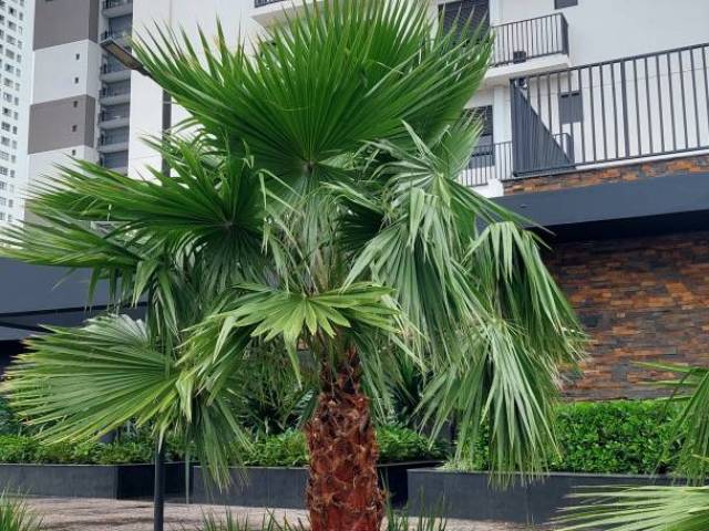 Venda em Graciosa - Orla 14 - Palmas